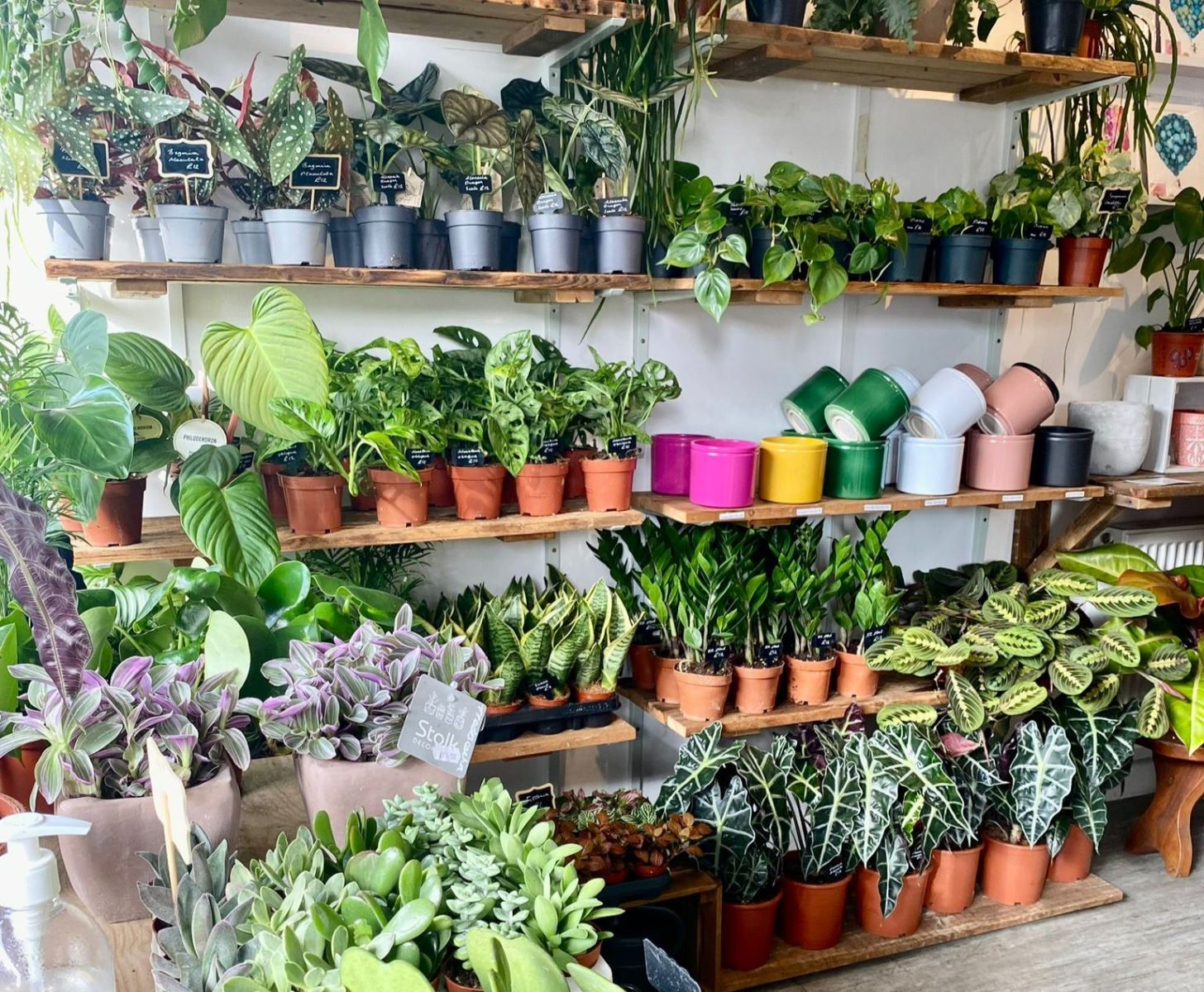 Indoor plants for sale